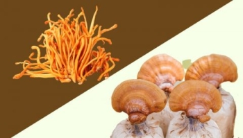 Đông trùng hạ thảo + nấm linh chi – Quà tặng cho sức khỏe
